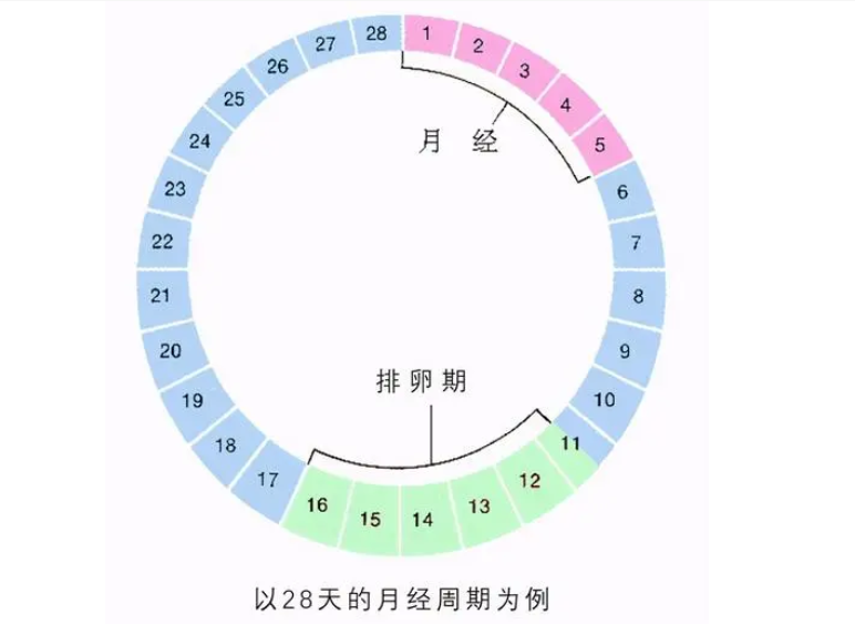 好孕“一击即中” 得看准排卵期