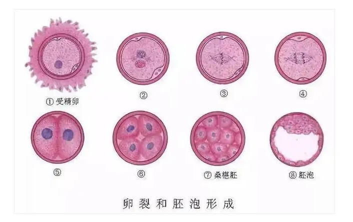 试管前必看 选择囊胚的4大优势！