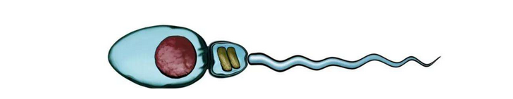 迟迟怀不上，不能忽略了精子dna碎片率！