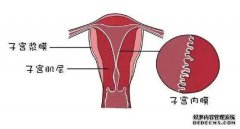 <b>移植前子宫内膜的调理能有效提高试管成功率！ </b>
