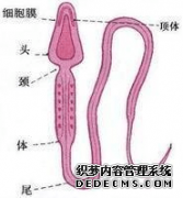 <b>想要胚胎健康发育？精子质量是成功的一半！ </b>