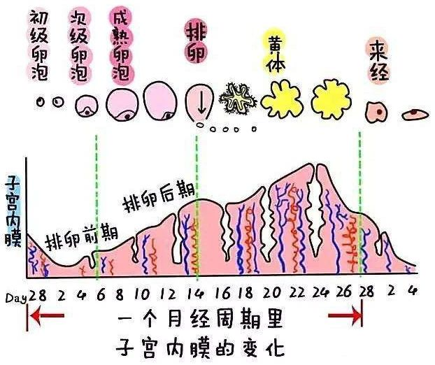 子宫内膜,内膜厚度