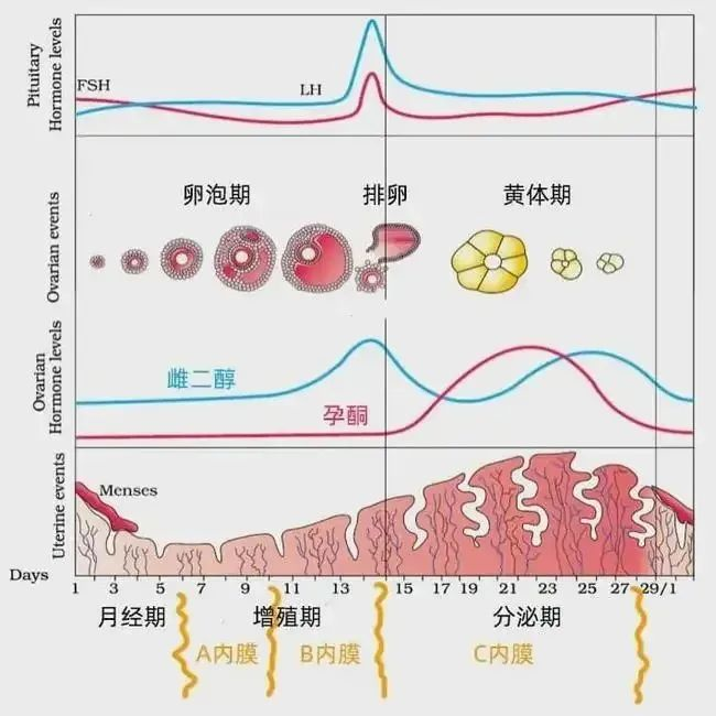 移植前的这些条件，你达到了吗？