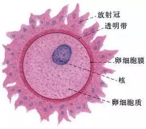 如何提高卵子质量？养卵6招秘籍，请收好！